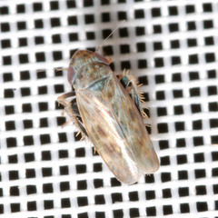 Deltocephalus pulicaris