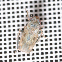 Deltocephalus pulicaris