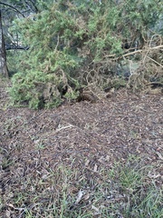 Tachyglossus aculeatus setosus