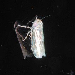 Deltocephalus pulicaris
