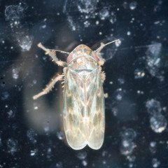Deltocephalus pulicaris