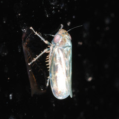 Deltocephalus pulicaris