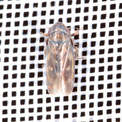 Deltocephalus pulicaris