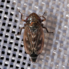Deltocephalus pulicaris