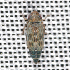 Deltocephalus pulicaris
