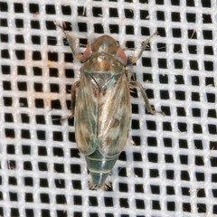 Deltocephalus pulicaris