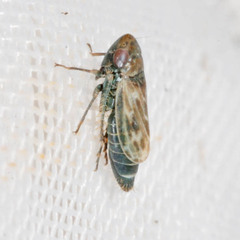 Deltocephalus pulicaris