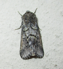 Leucochlaena aenigma