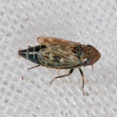 Deltocephalus pulicaris