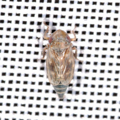 Deltocephalus pulicaris