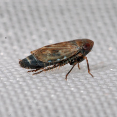 Deltocephalus pulicaris