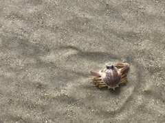 Persephona aquilonaris