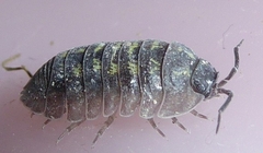 Armadillidium depressum