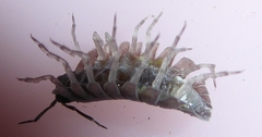 Armadillidium depressum