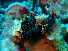 Nembrotha kubaryana