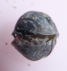 Armadillidium depressum