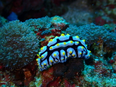 Phyllidia varicosa