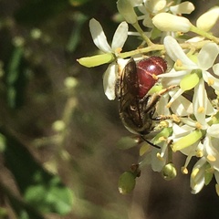 Parasphecodes