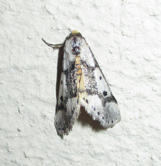 Schalidomitra ambages