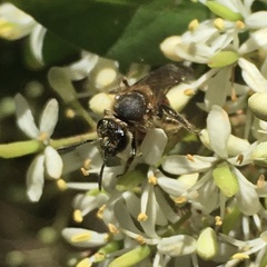 Parasphecodes
