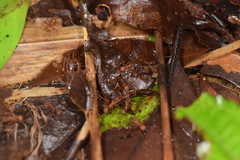 Acromyrmex coronatus