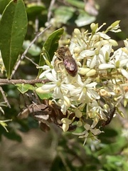 Parasphecodes