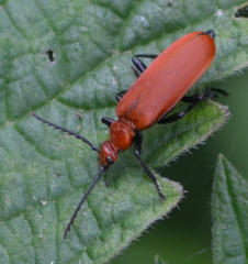 Pyrochroa serraticornis