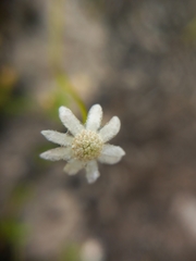 Actinotus minor