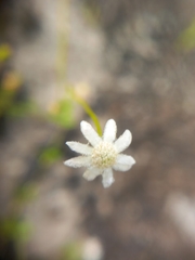 Actinotus minor