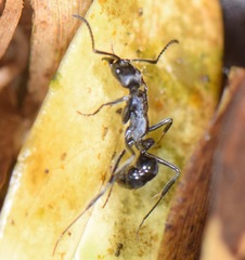 Neoponera aenescens