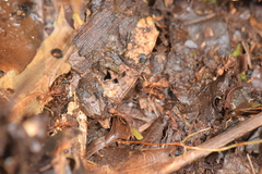 Acromyrmex coronatus