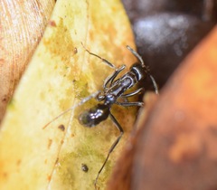 Neoponera aenescens