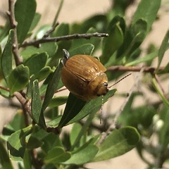 Dicranosterna semipunctata