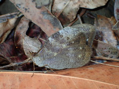 Heteronympha mirifica