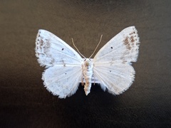 Lomographa temerata