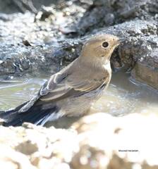 Ficedula speculigera