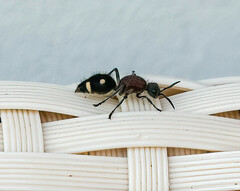 Dolichomutilla minor