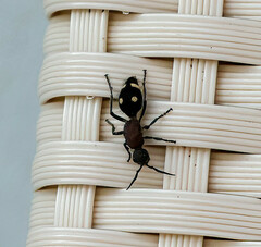 Dolichomutilla minor