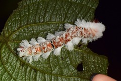 Neopreptos marathusa