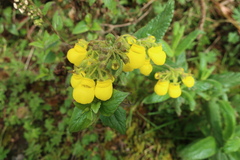 Calceolaria crenata