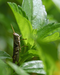 Xenocatantops dirshi