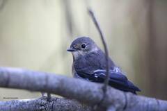 Ficedula speculigera