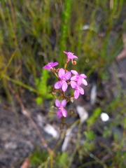 Stylidium lineare