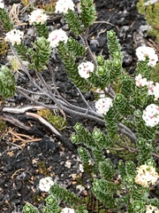 Pimelea sericea