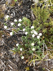 Pimelea sericea