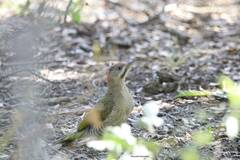 Picus vaillantii