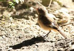 Phoenicurus moussieri