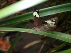 Heteronympha mirifica