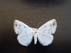 Lomographa temerata