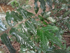 Meiogyne hirsuta